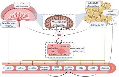 Mechanisms of Endothelial Dysfunction in Pre-eclampsia and Gestational Diabetes Mellitus: Windows Into Future Cardiometabolic Health?